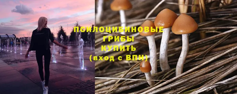 Псилоцибиновые грибы Magic Shrooms  Жуковка 